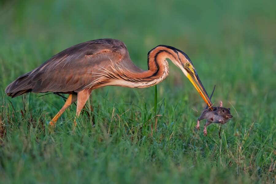 photographe animalier