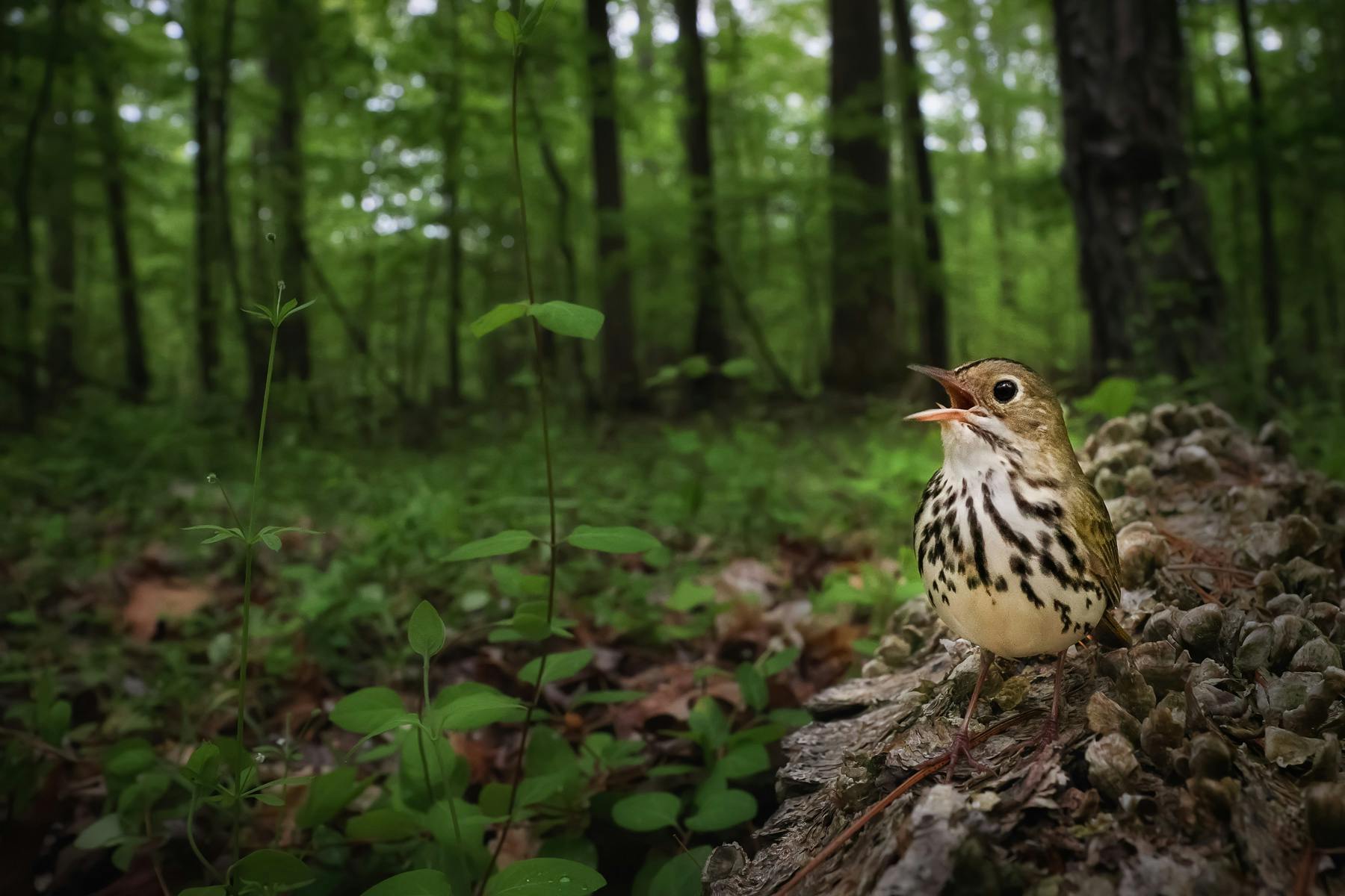 photographe animalier