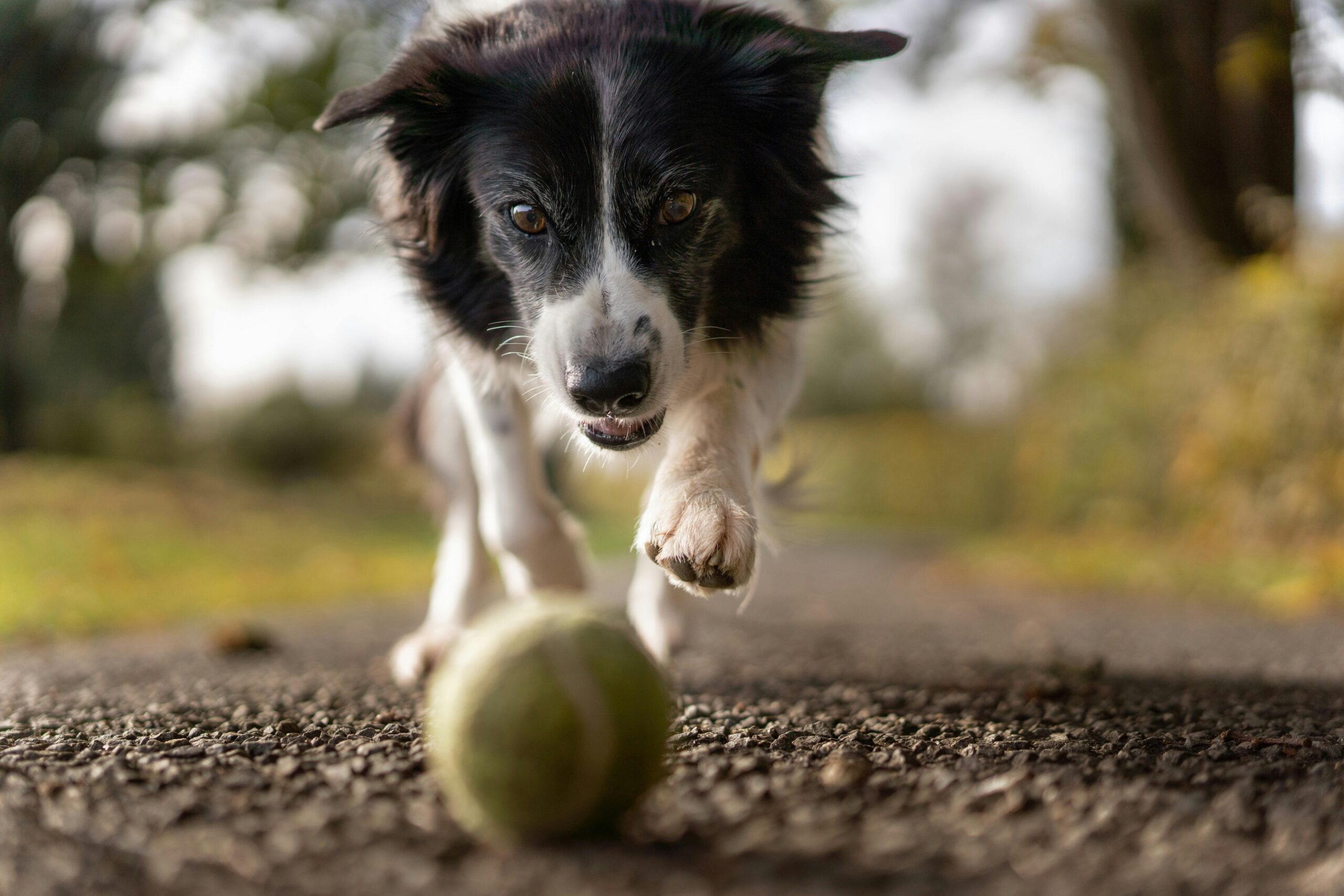 photo chien