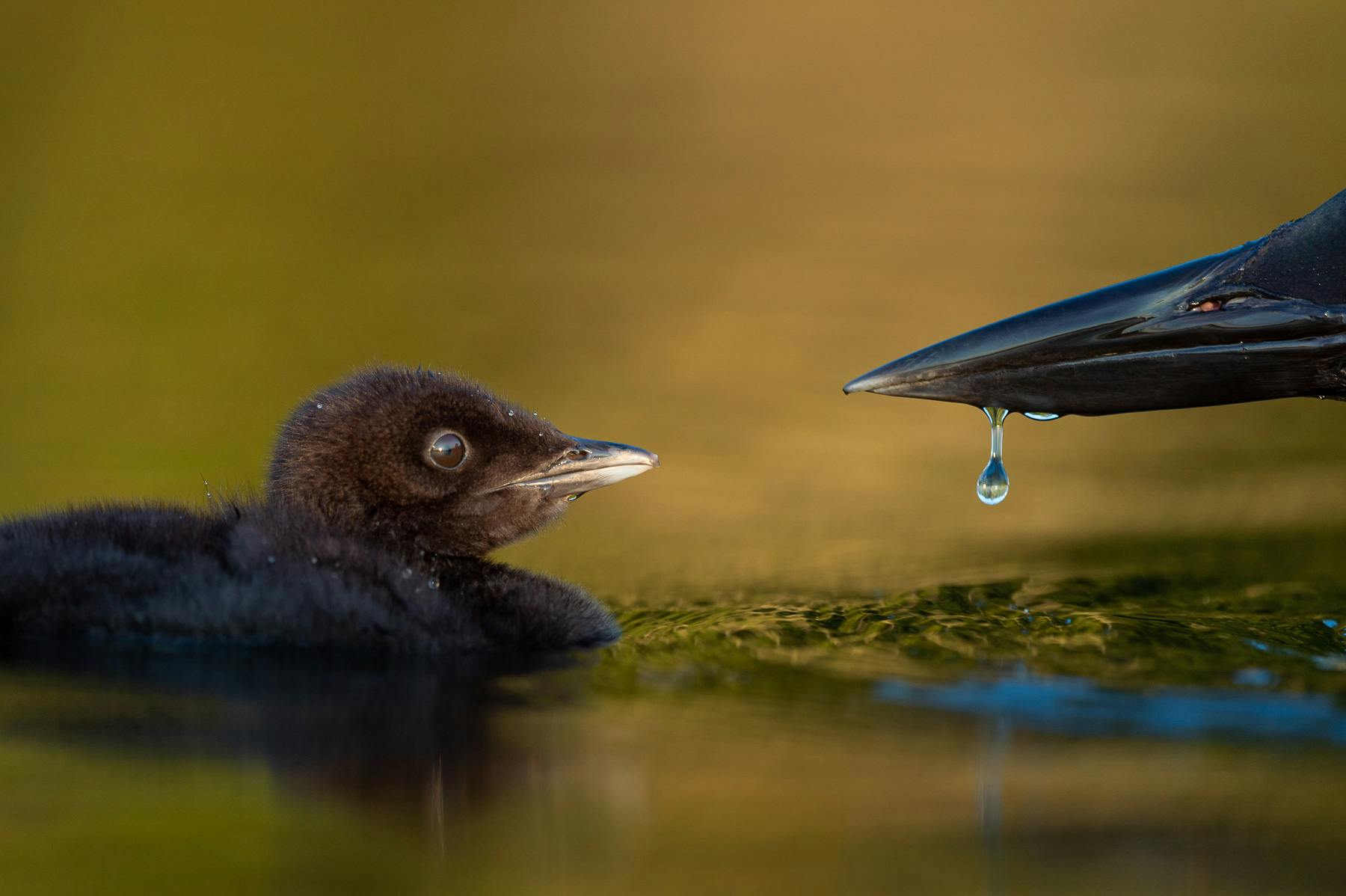 photographe animalier