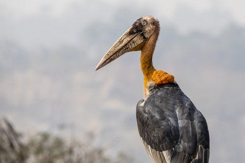 photographe animalier