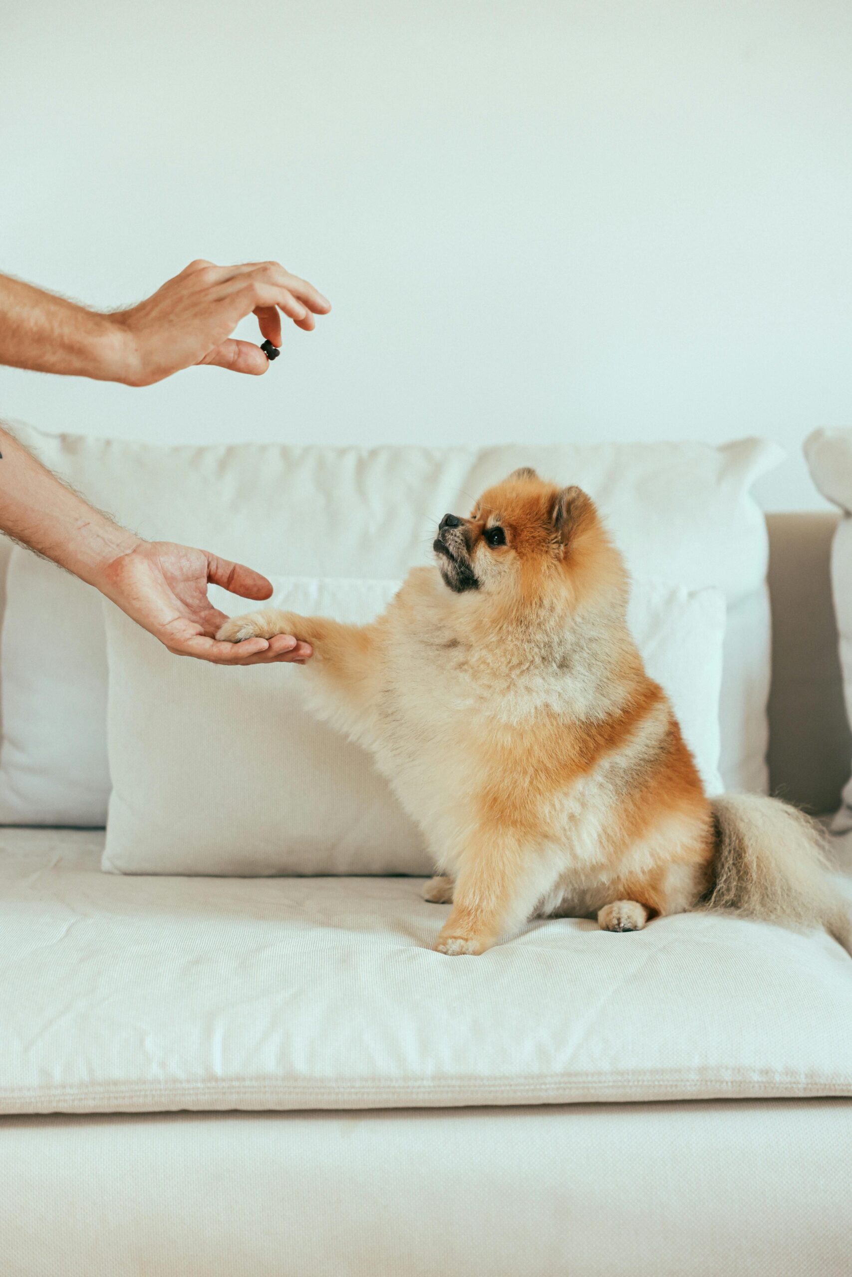 portrait animaux, photographe chien