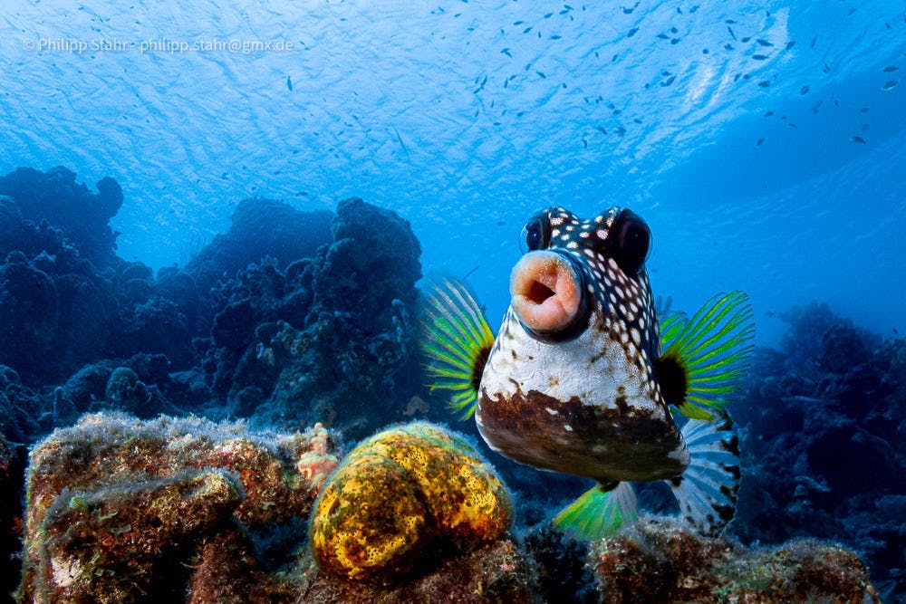 concours photos animalières 2021 poisson, photographe animalier