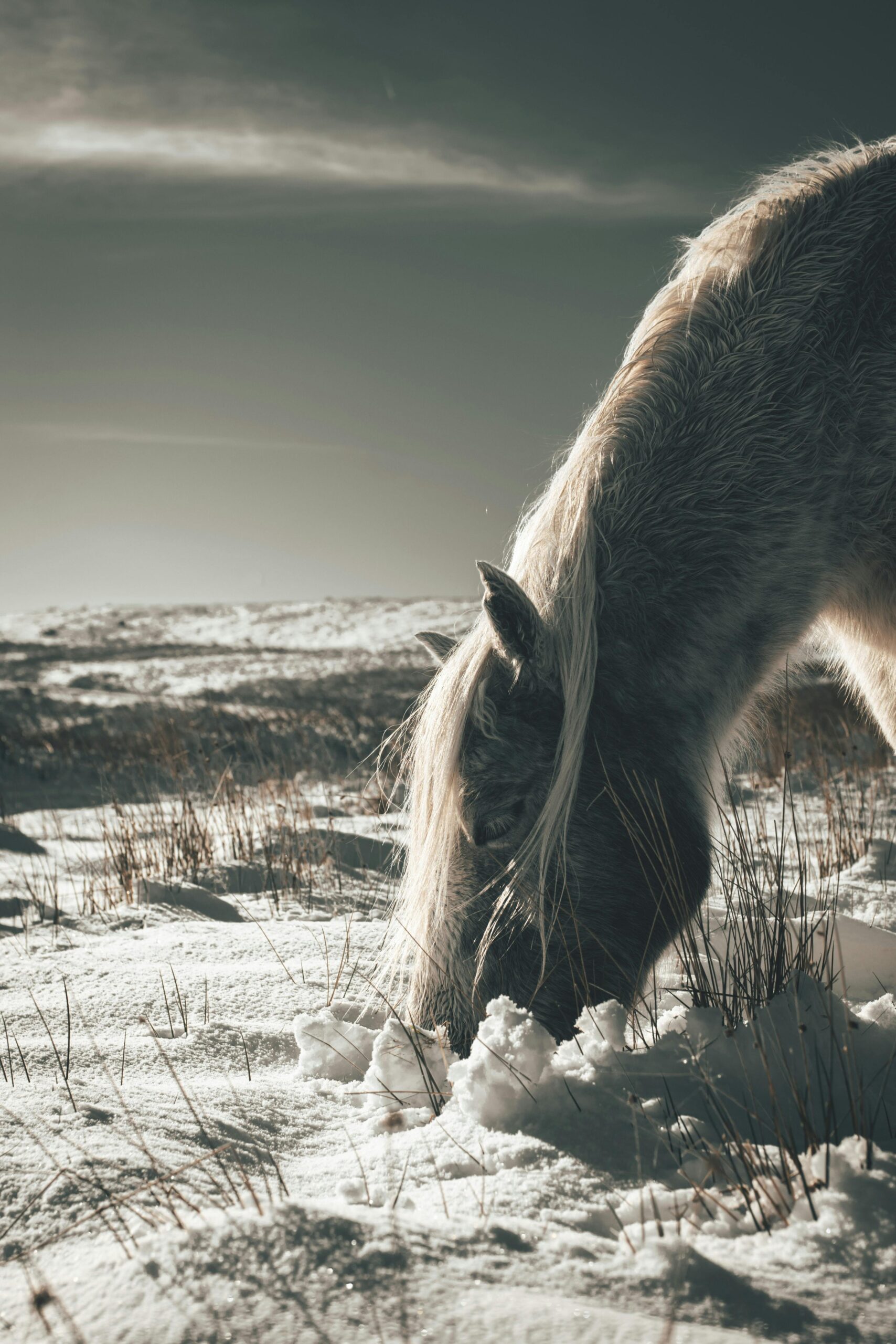 shooting photo cheval, photo cheval