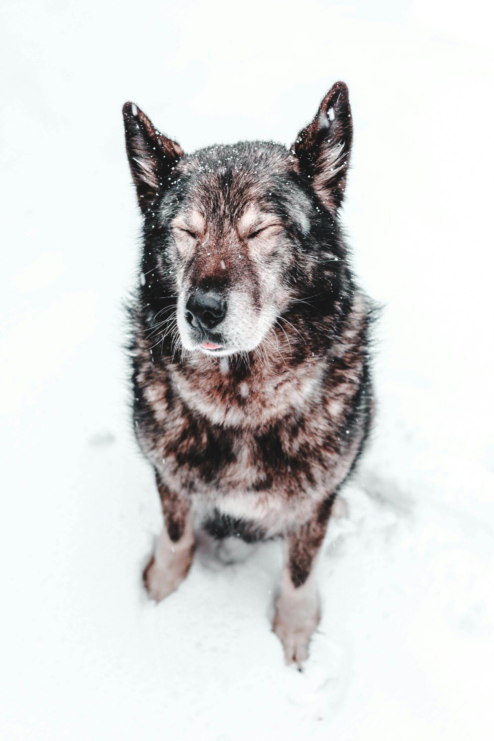 portrait animaux, conseils shooting animaux