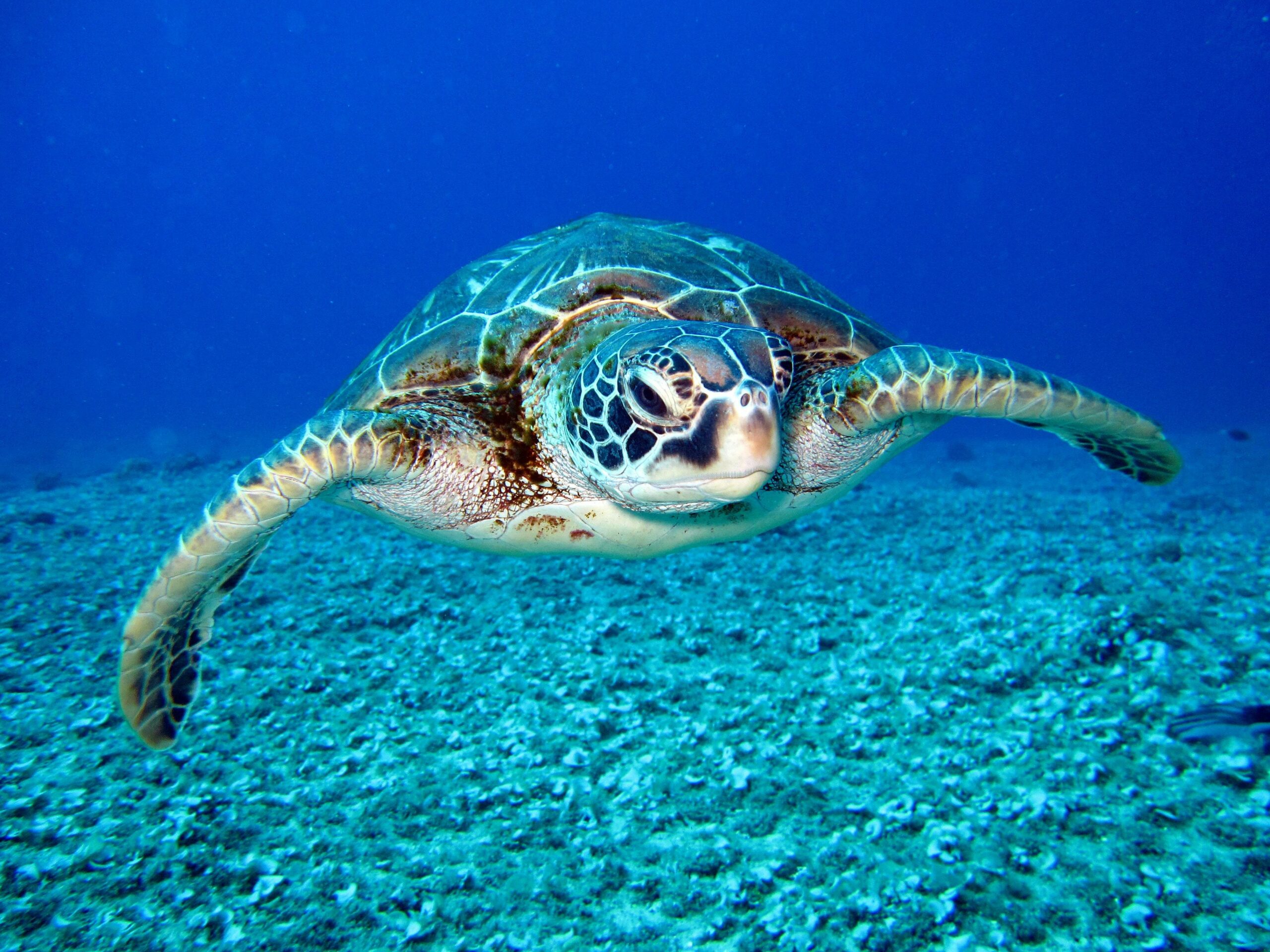 photographe scientifique, photoshoot animalier, photographe animalier