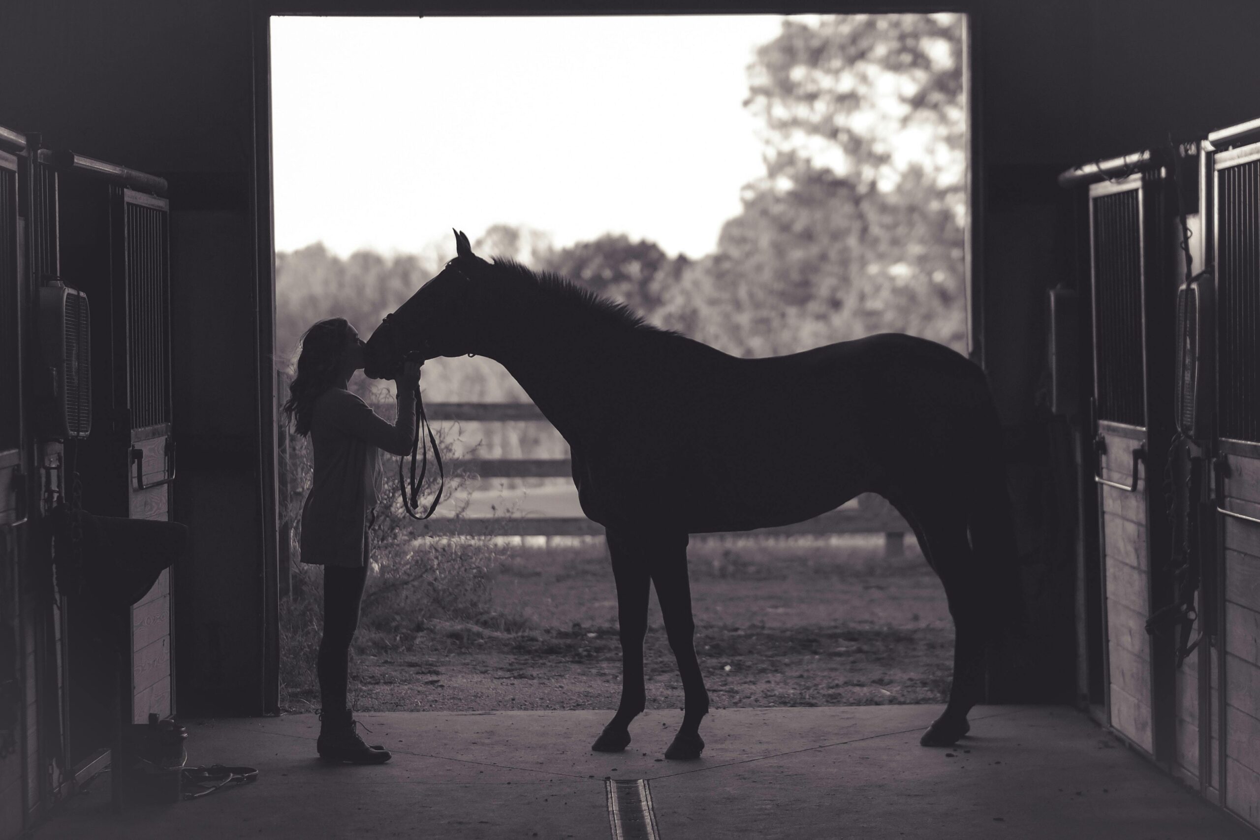 photographie cheval, photo cheval, shooting photo cheval