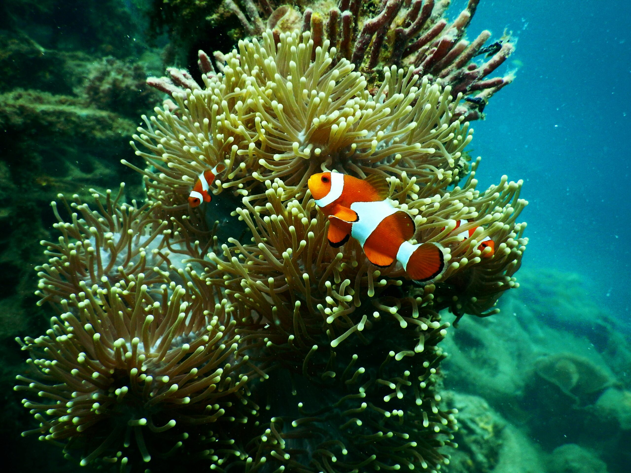 photographe animalier, photographe fonds-marins