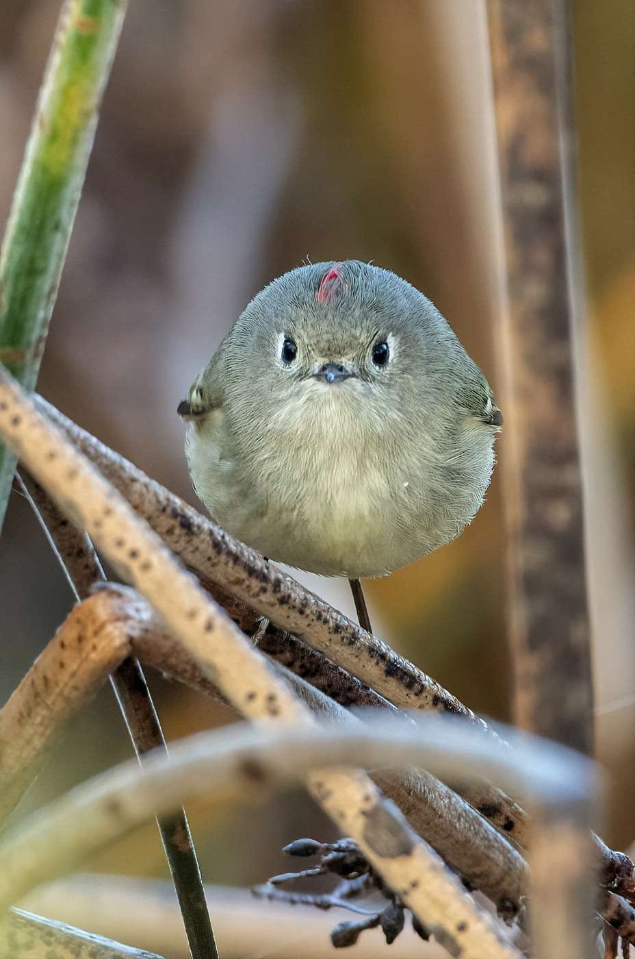 concours photos animalières 2021 roitelet, photographie animaux, photographe animaux