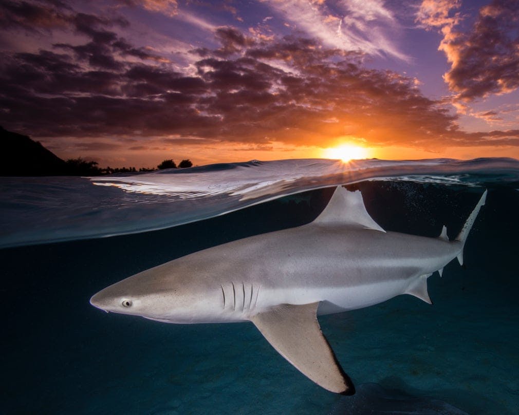 concours photos sous-marines 2021, photographe animaux