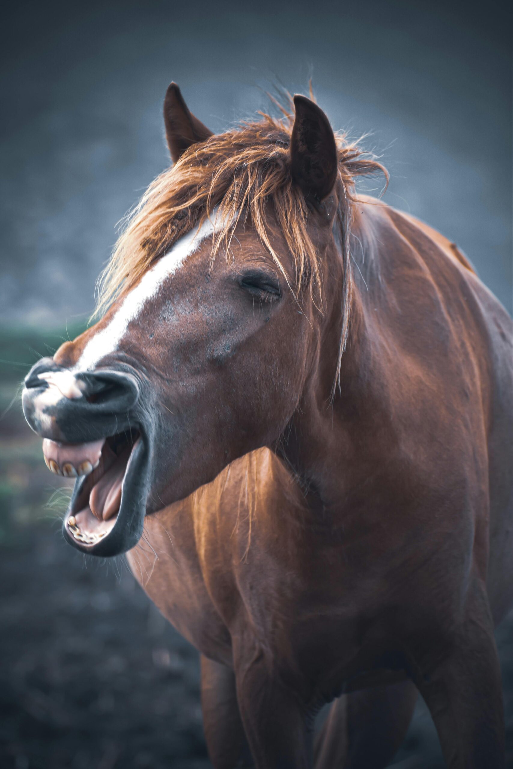 shooting photo cheval, photo cheval