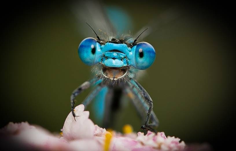 concours photos animalières 2021 libellule, shooting photo animal, photoshoot animal