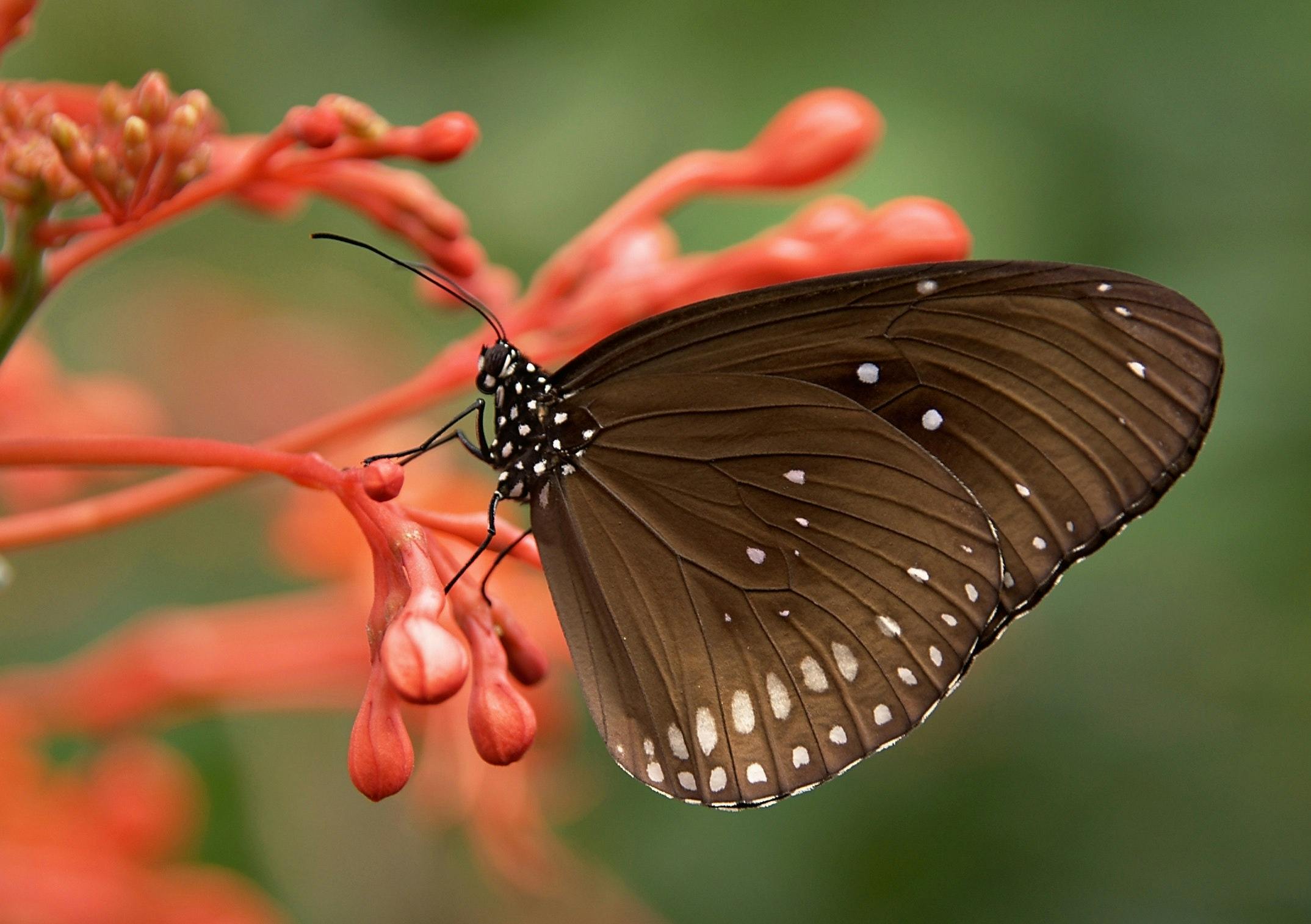 photographe nature, photographe animalier