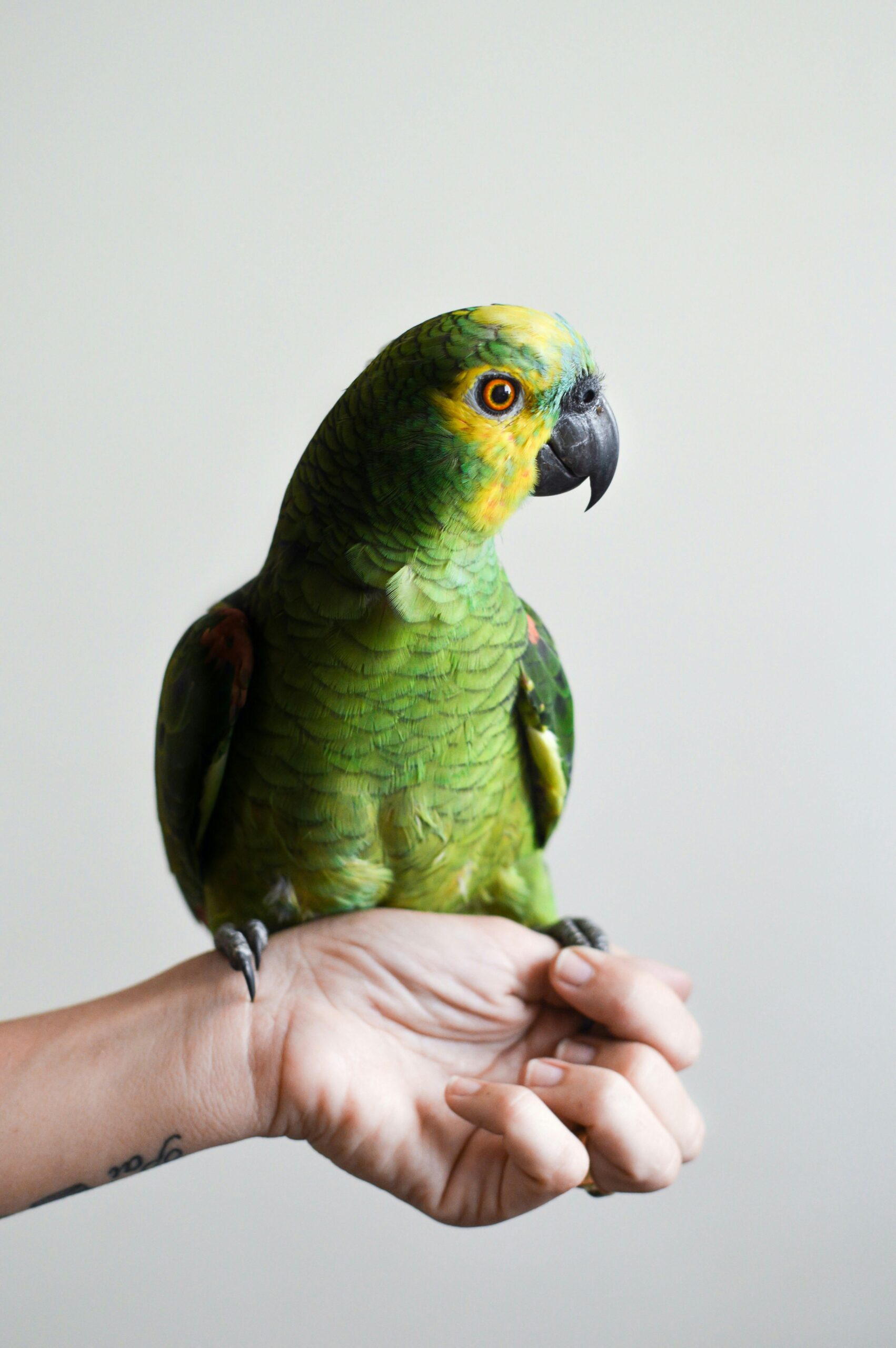 portrait animaux, shooting animaux, photographe oiseau