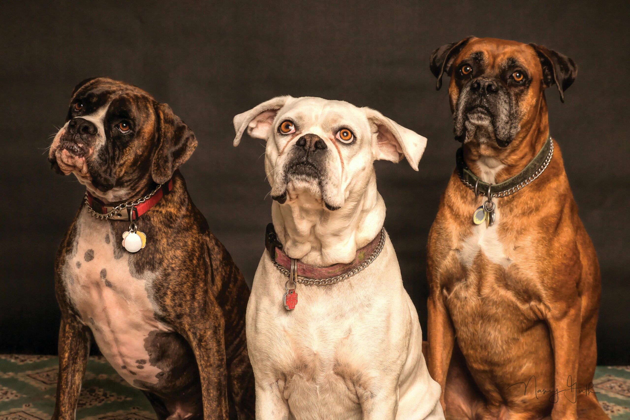 portrait animaux, shooting animaux