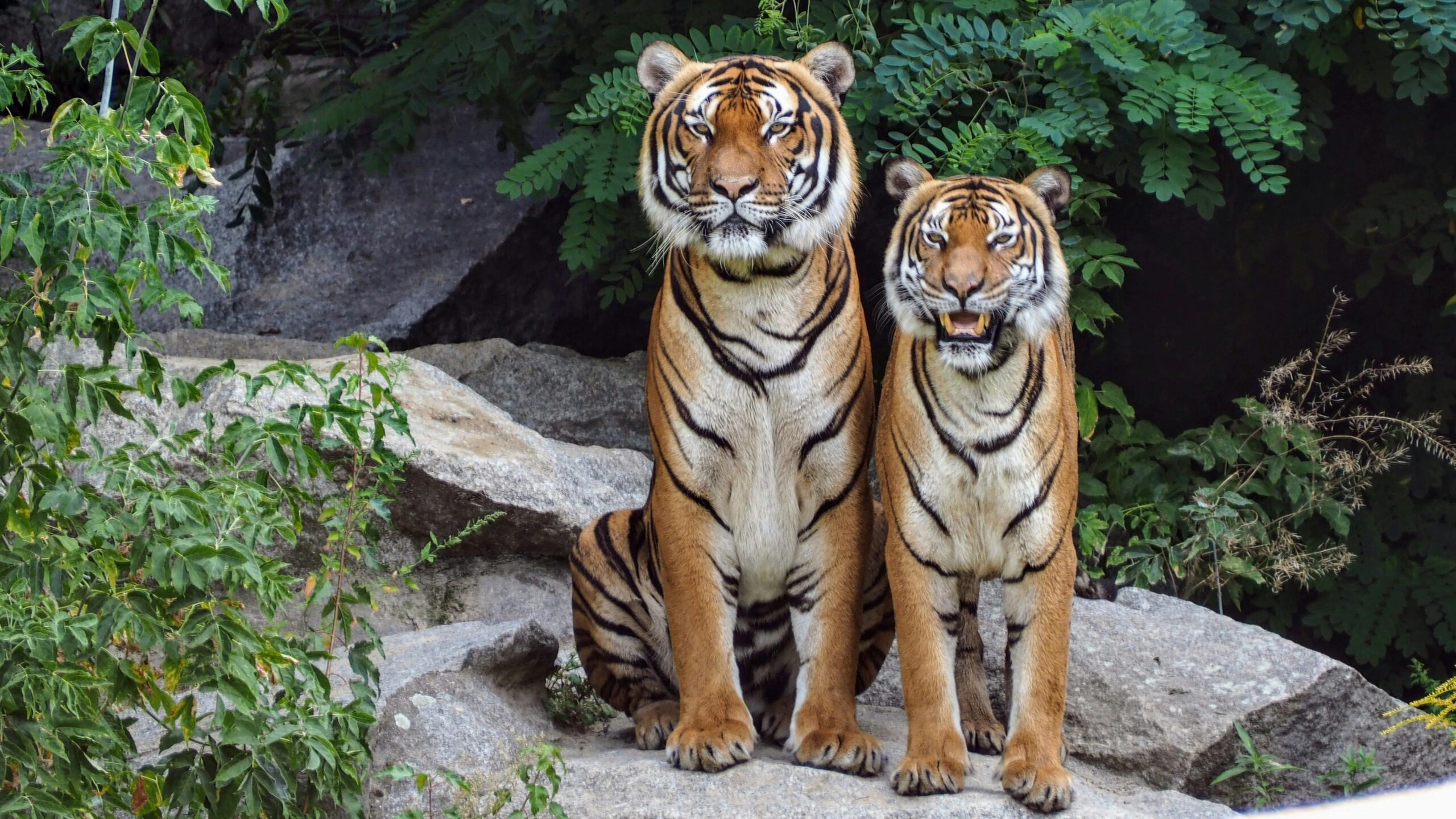 photoshoot animal, photoshoot animalier