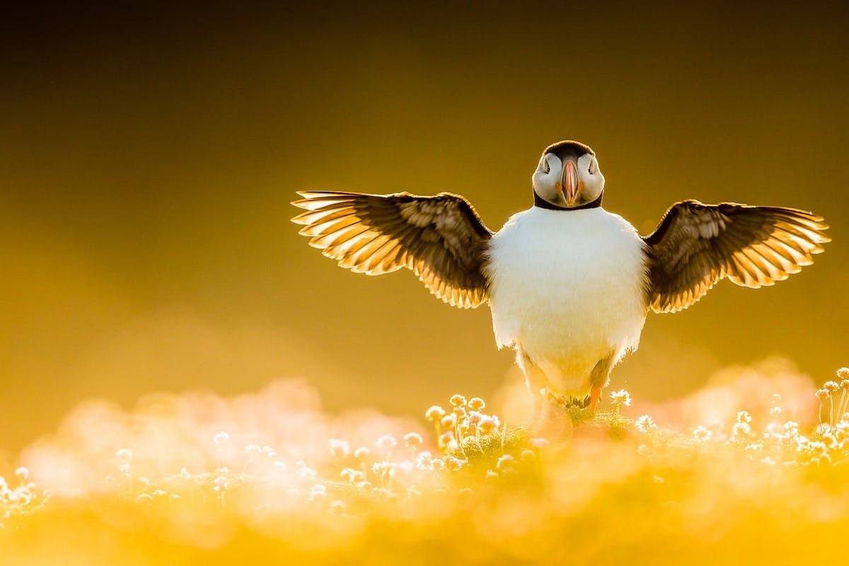 photographie animalière