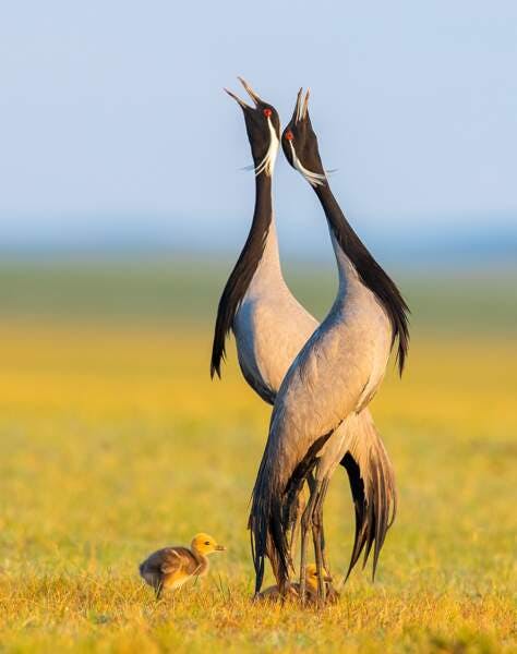 photographe animalier